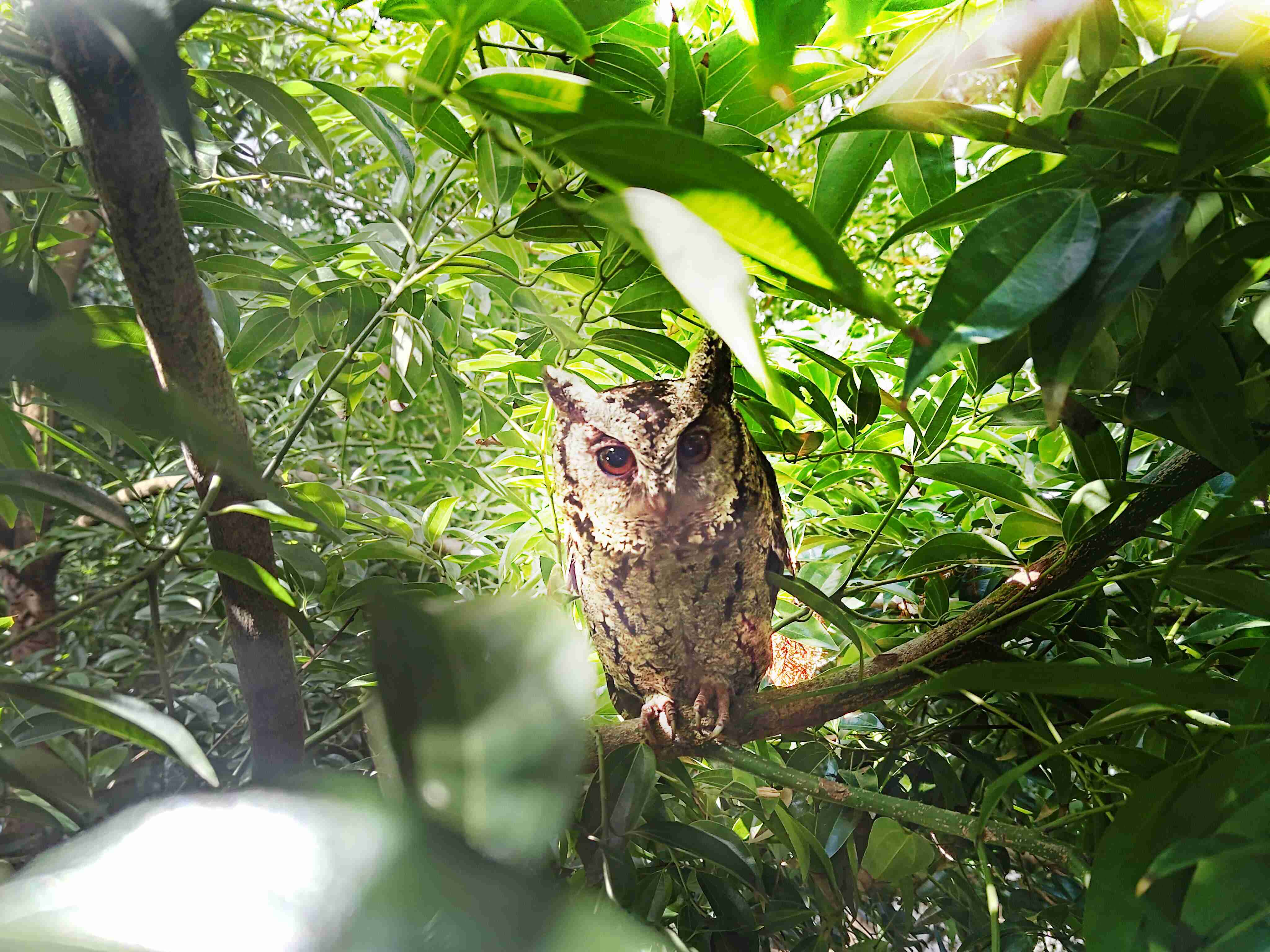 开云电子致力提倡净零绿生活，，，，16年以来在全球各厂区植树逾百万棵，，，，造就各厂区树木蔚然成林，，，，犹如森林工厂，，，，成为许多生物的栖息地